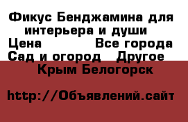 Фикус Бенджамина для интерьера и души › Цена ­ 2 900 - Все города Сад и огород » Другое   . Крым,Белогорск